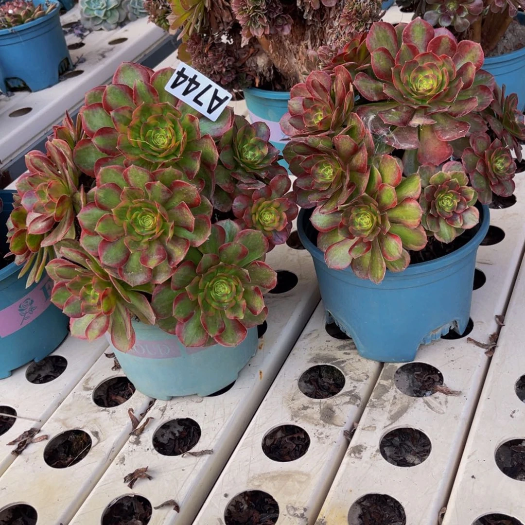 两盆法师7////31包邮