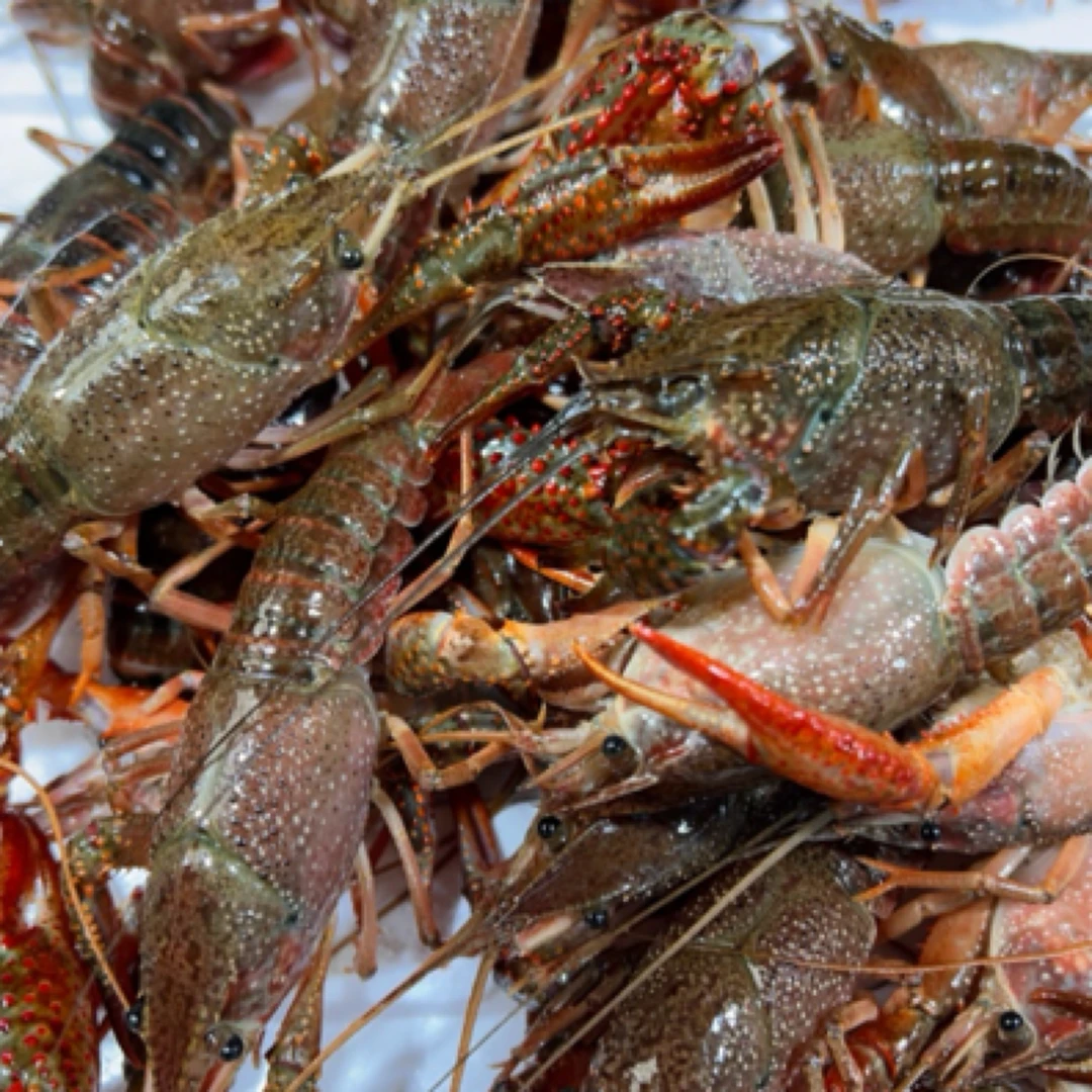 【纯青小龙虾壳子薄】一斤14只左右 龙虾同城送