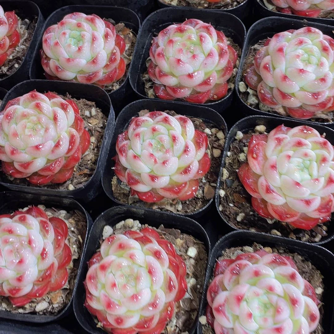 1243号 桃露珍妮单头一个