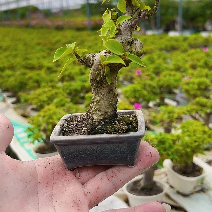 无花朵清*拍拍拍拍拍