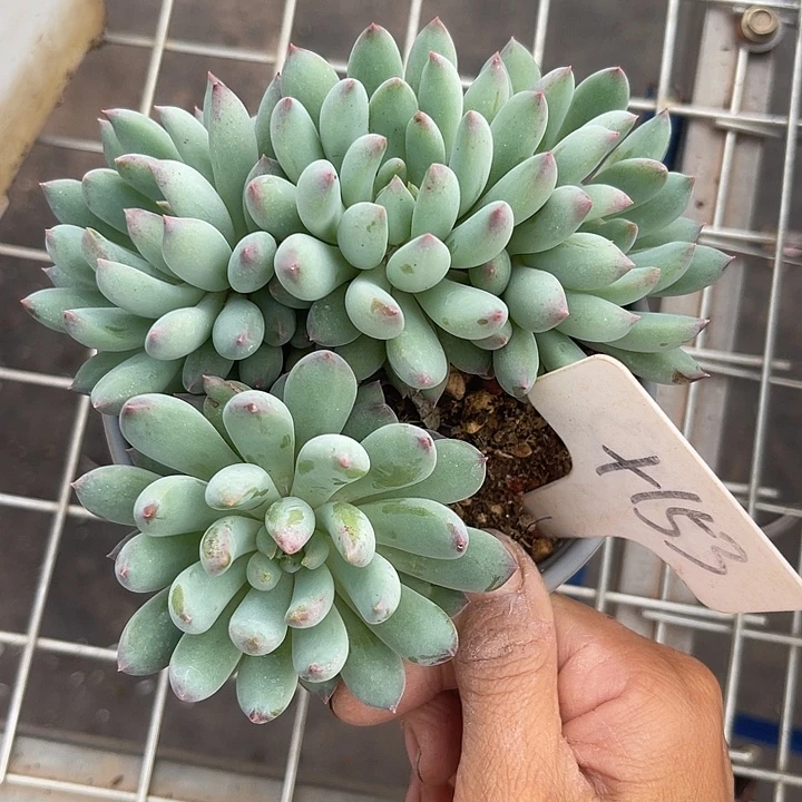 两单包邮，一物一拍153冰美人