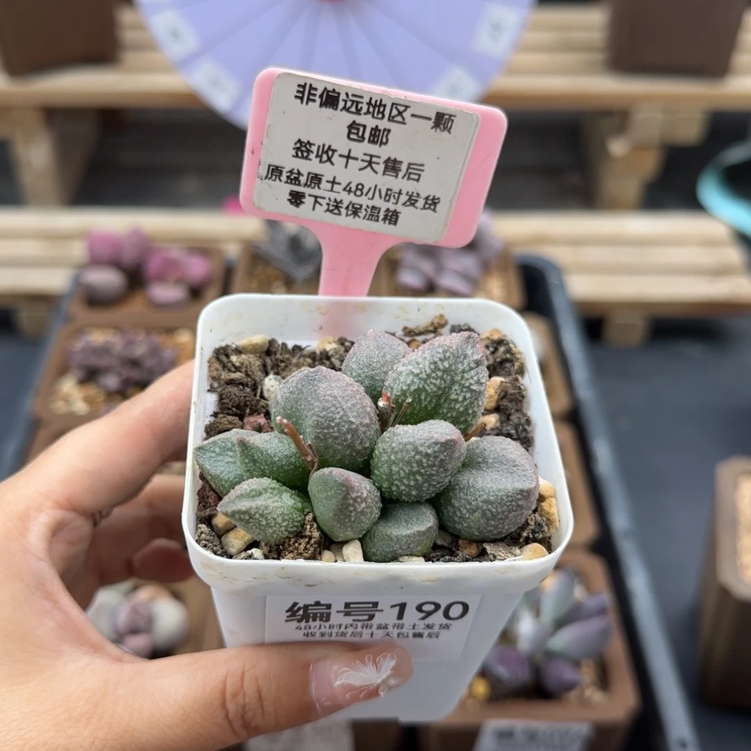 190红粉哈莫杂多肉植物