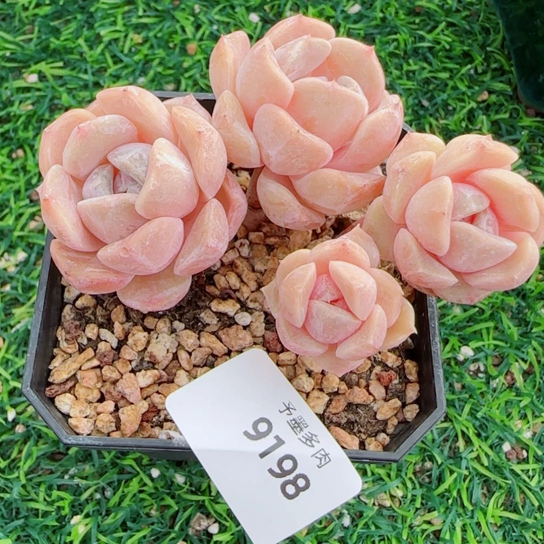 长杆汉堡无砍，9198多肉植物