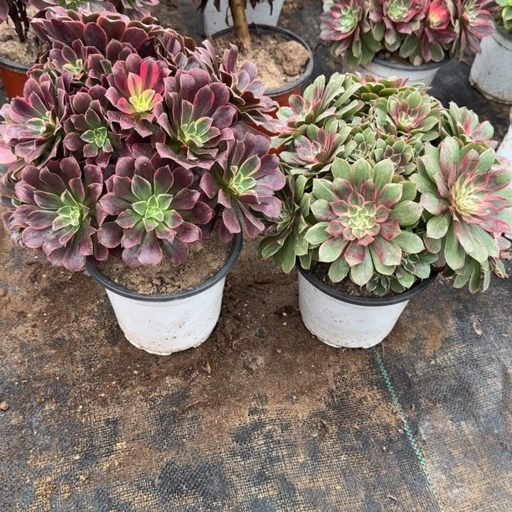 莲花座➕金丝雀包邮。