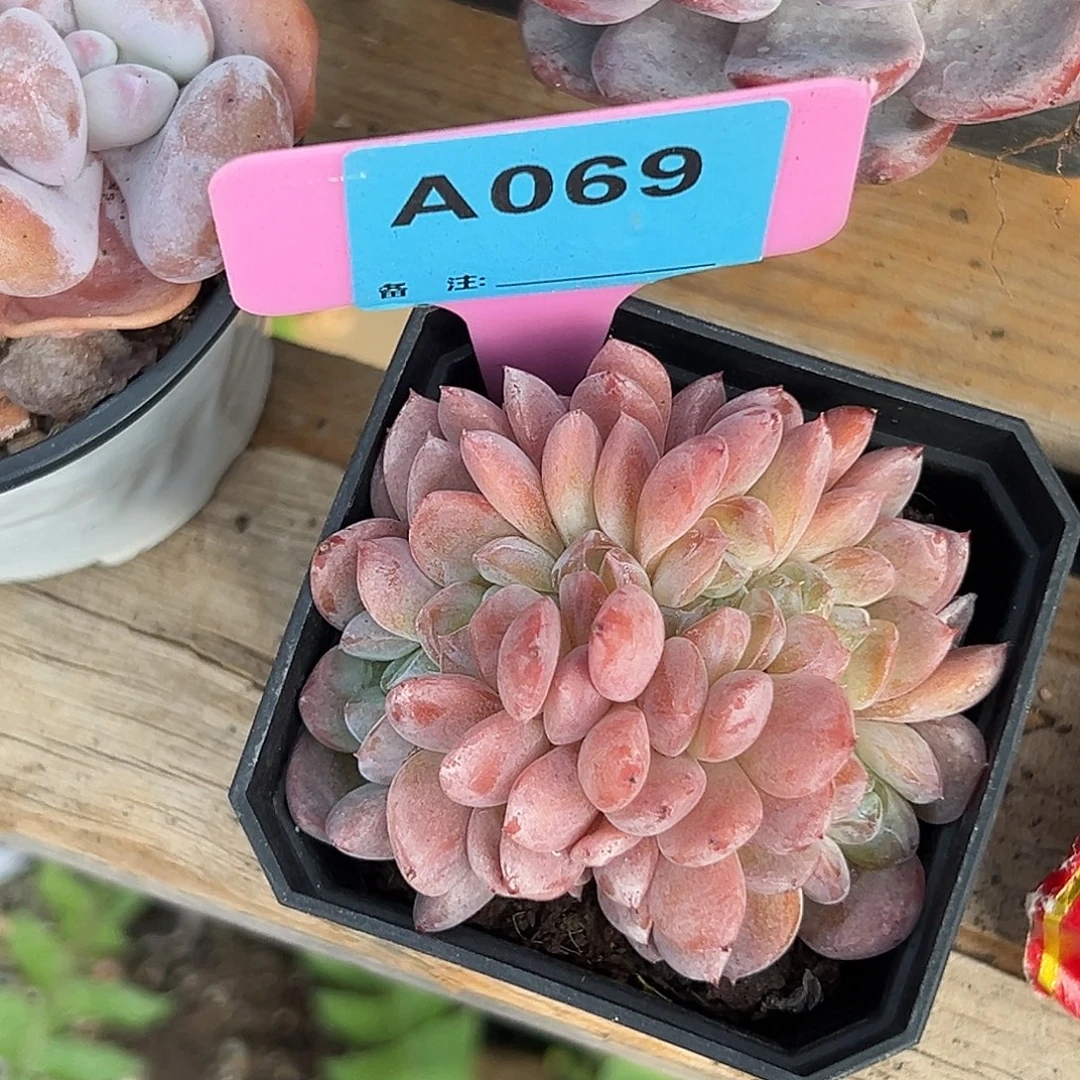 冰***蕾多肉植物一物一拍