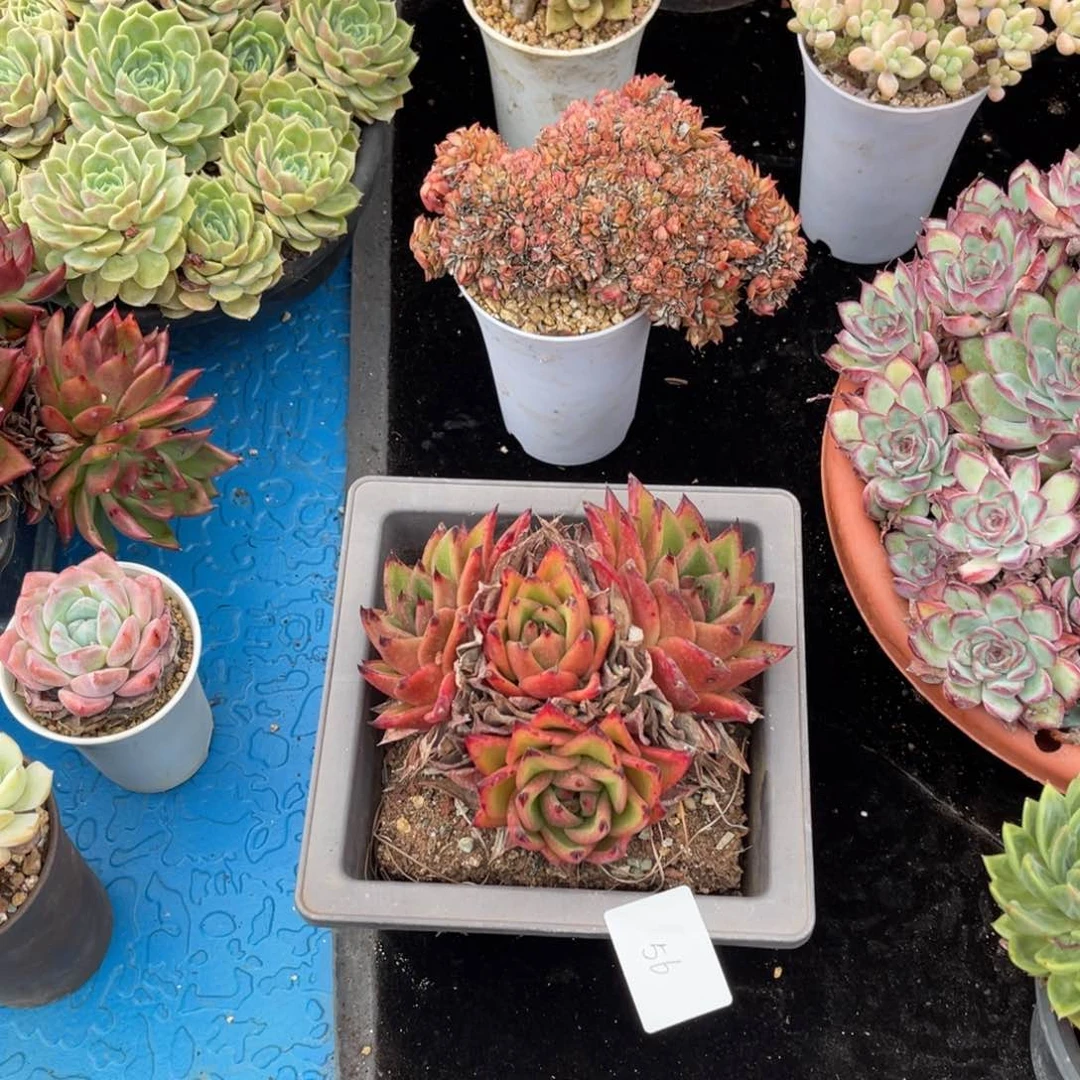 粟*儿0056东云多肉