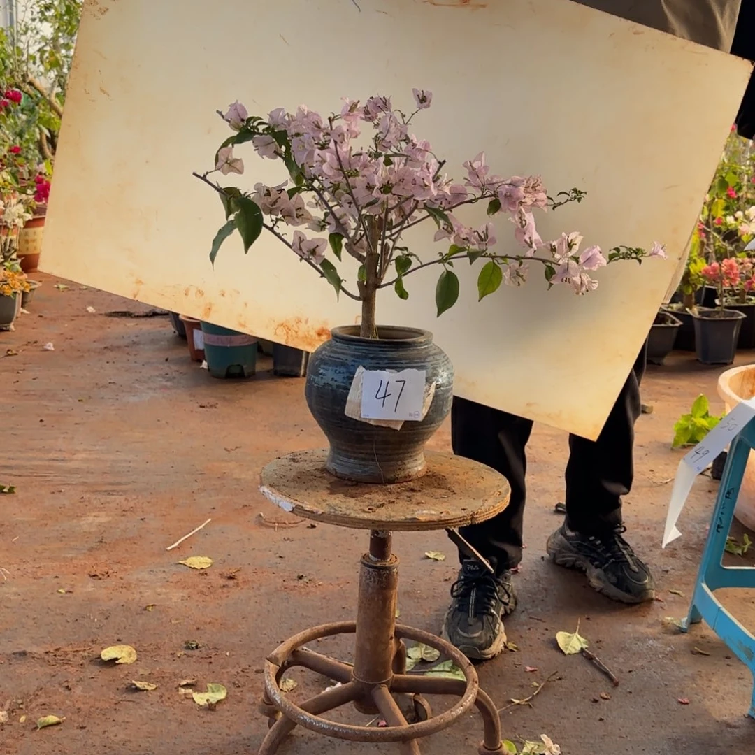 大部分开放少量花苞苹果花 47脱