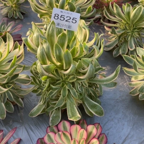 青莲多肉多肉8525