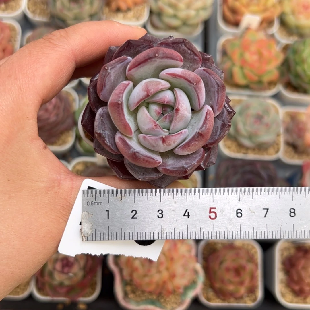 X*749 多肉植物组合盆栽