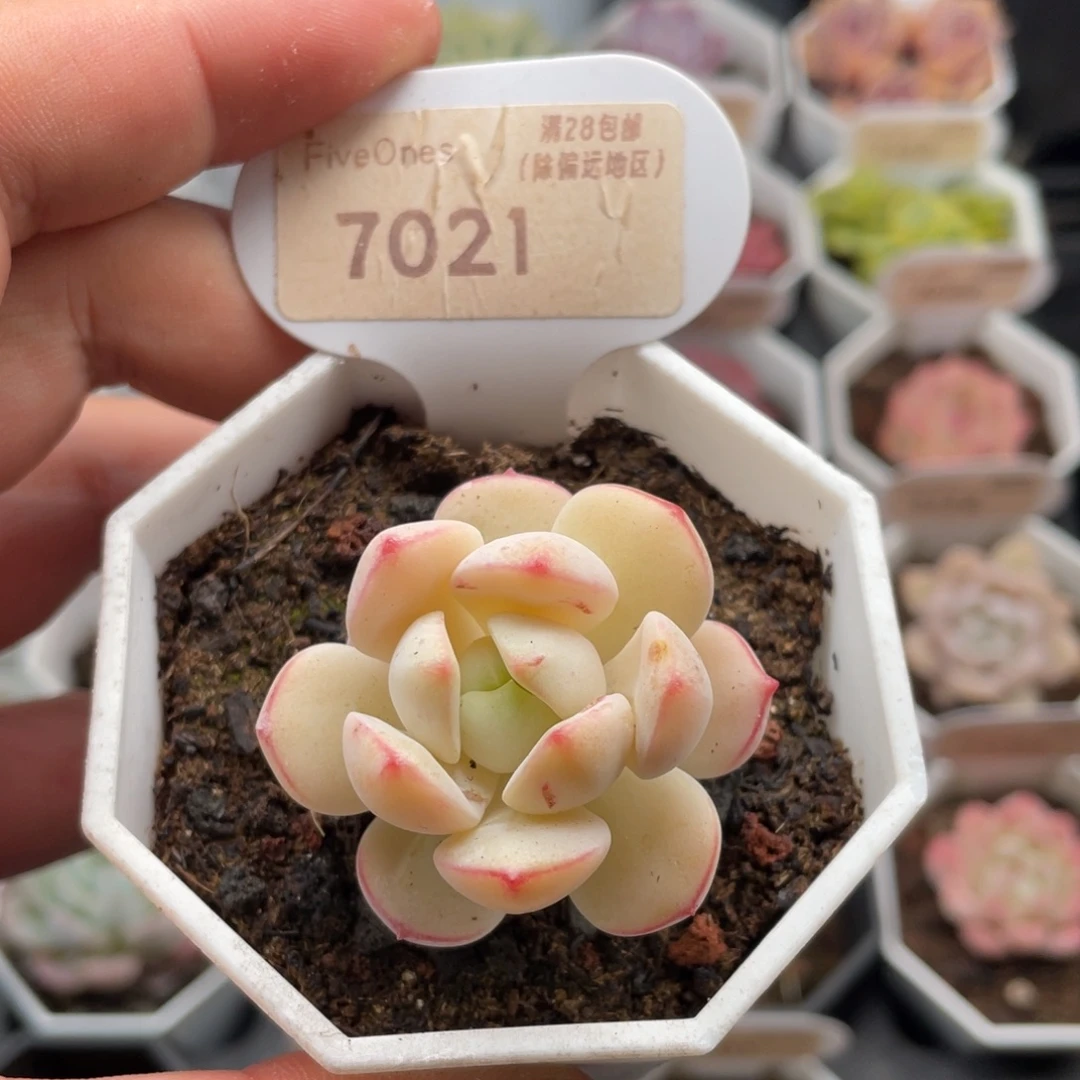 香草7021-4.0厘米