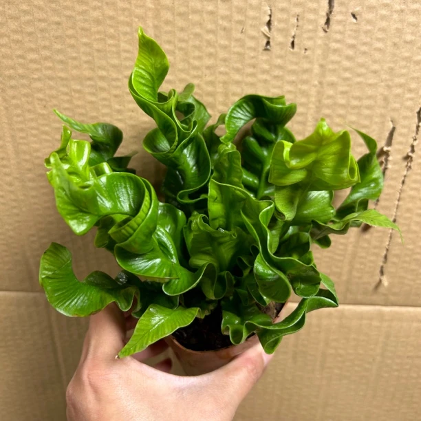 火焰鸟巢蕨室内高端绿植花卉网红款小绿植喜水喜阴绿植