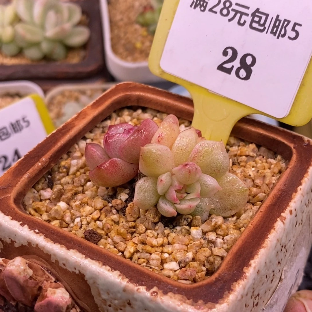 528冰魄双色，虾饺叶白拉丝