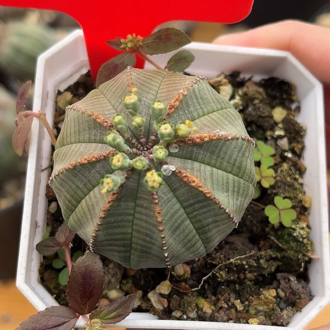 G***哥优选布纹球实生，A84