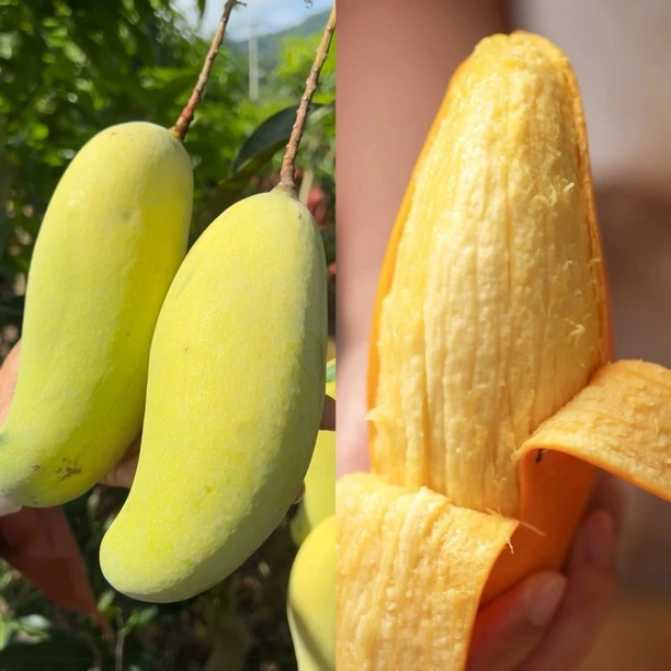 云南新鲜金秋晚熟芒果哈尼蜜芒香甜多汁应季水果现摘现发