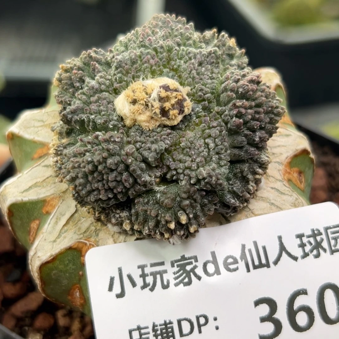 360 仙人球的牡丹