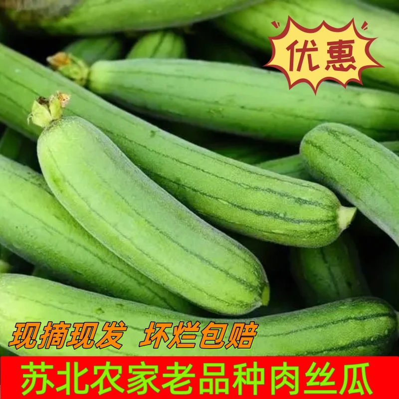 【主播推荐】新鲜现摘奶油丝瓜清甜鲜嫩久煮不黑农家种植