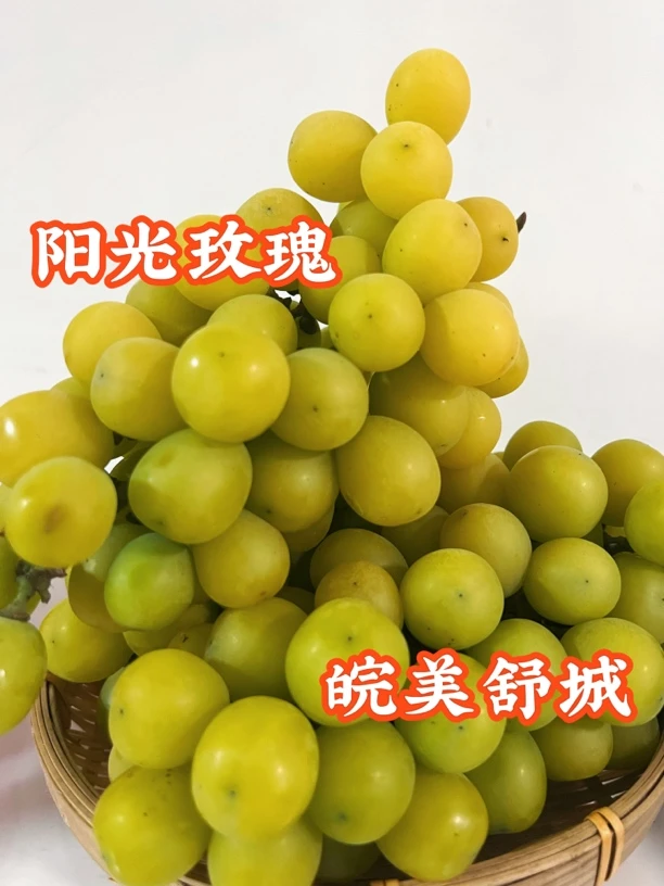 【皖美舒城】阳光玫瑰葡萄现摘现发无籽甜蜜多汁带玫瑰香