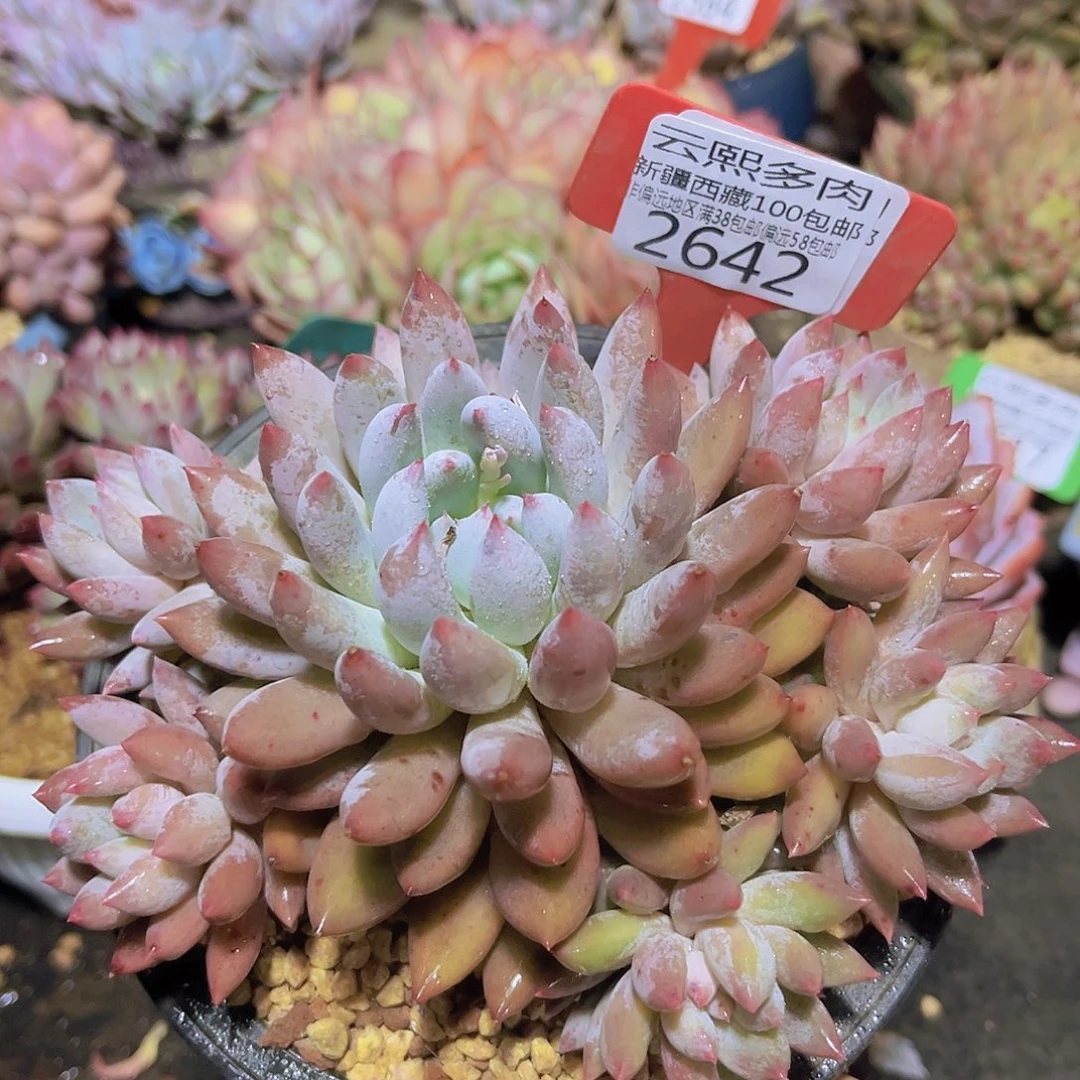 2642所罗门多肉植物