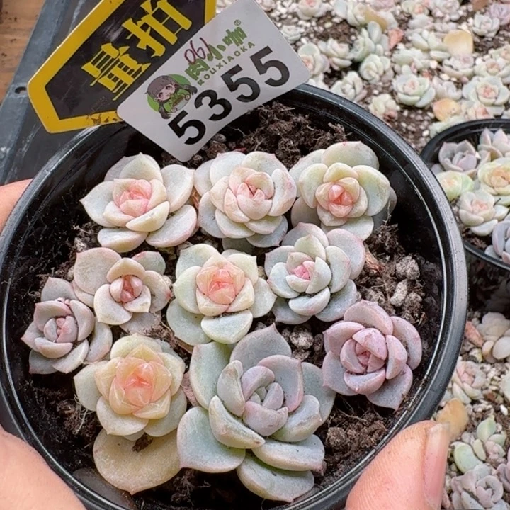 多肉植物多肉植物