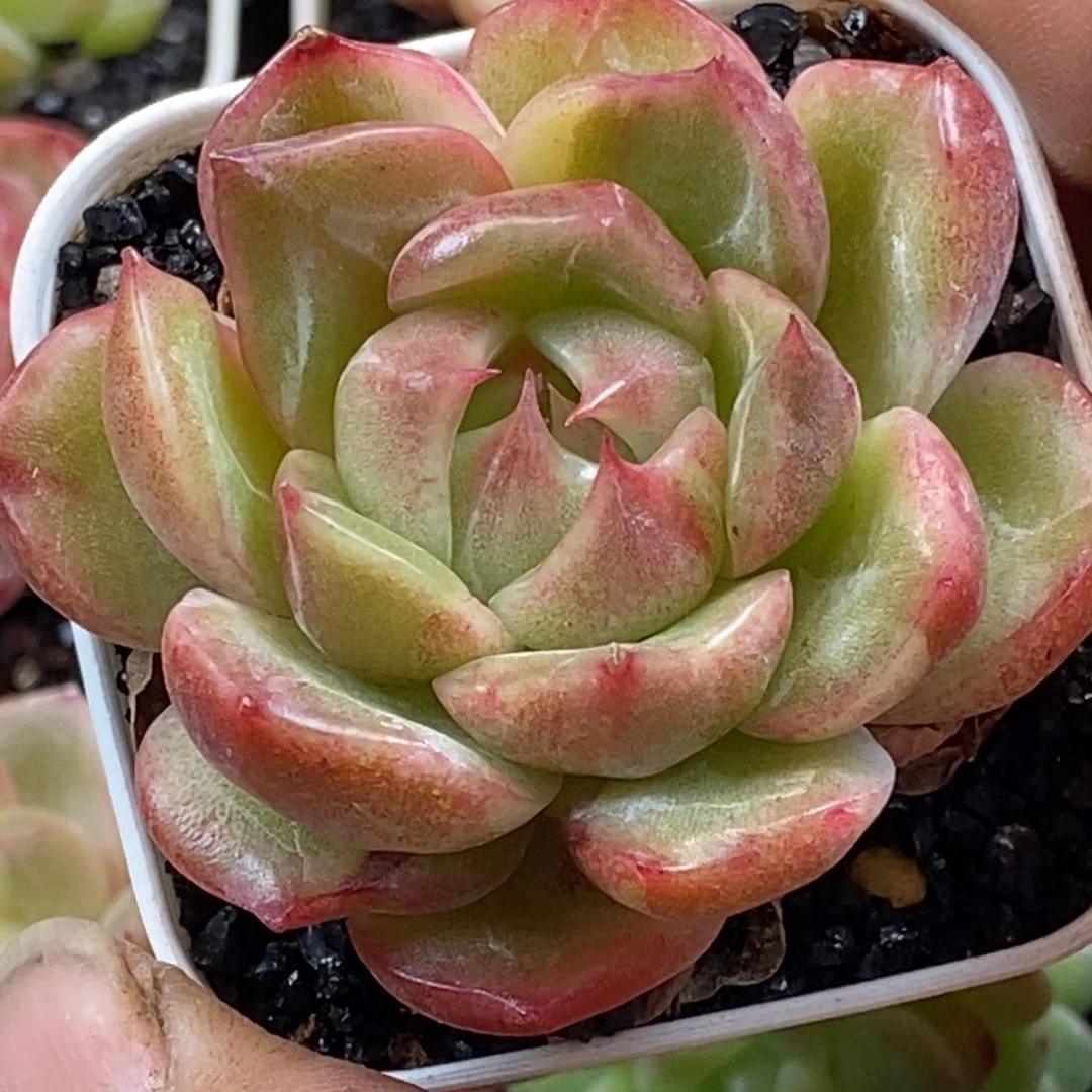 天官赐福百无禁忌