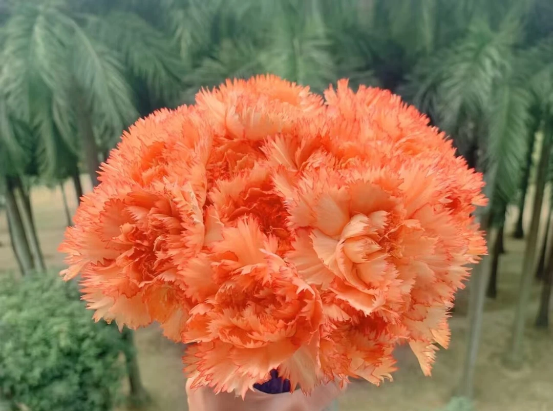 【狂欢】康乃馨 同一地址任意两单加配草一扎