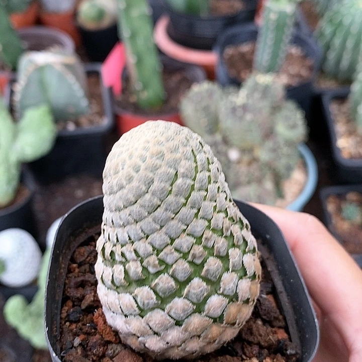 花花草草花花草草