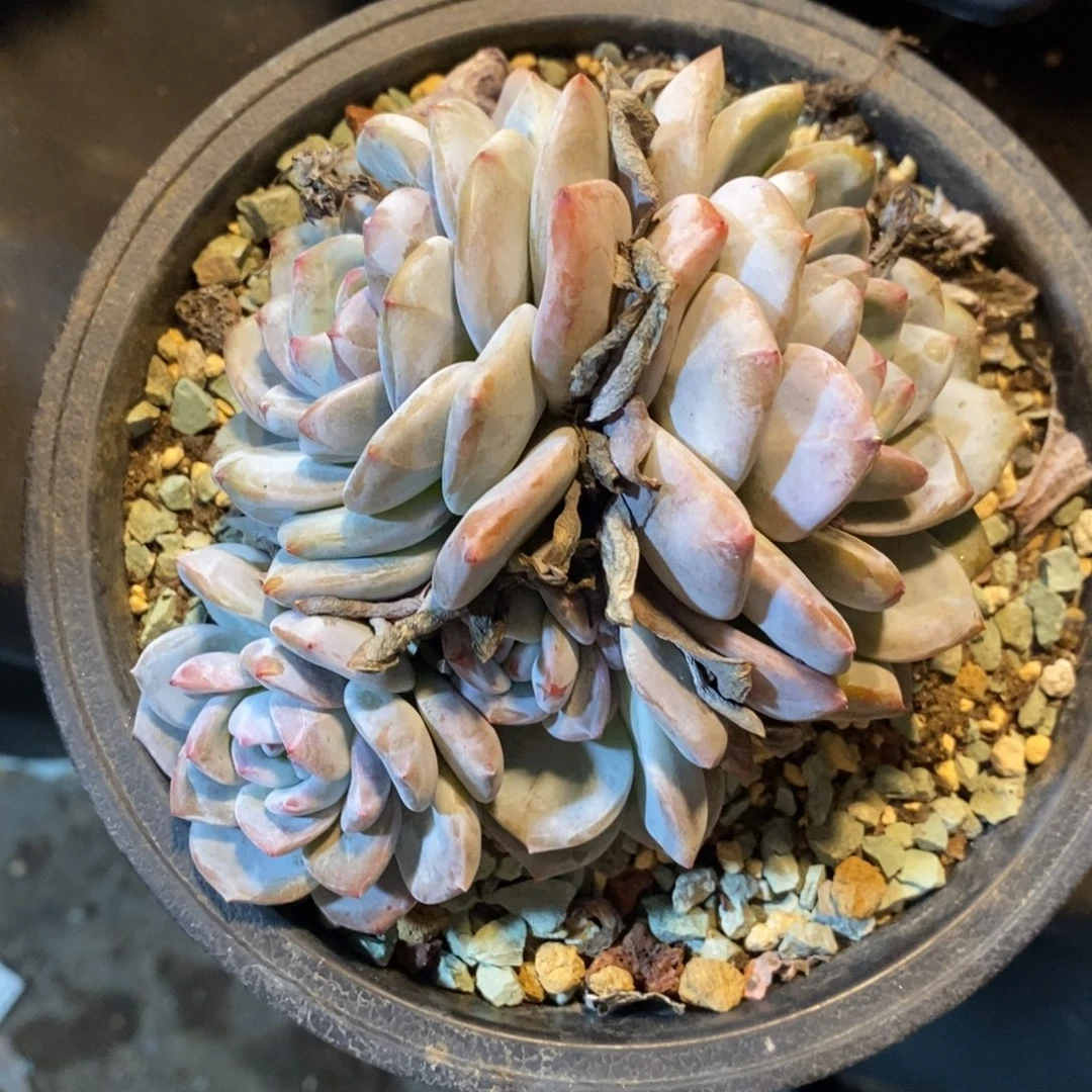 老阿姨花卉一物一拍