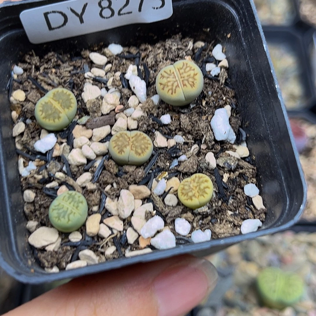 一件包邮一物一拍勋章8273