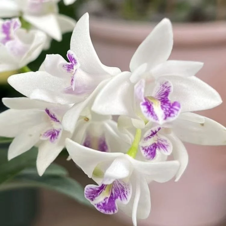 澳洲香水石斛(白花红芯)盆栽兰花稀缺品种花带香味新手小白推荐