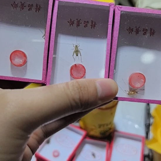 蟋蟀中黄蛉三条过冬