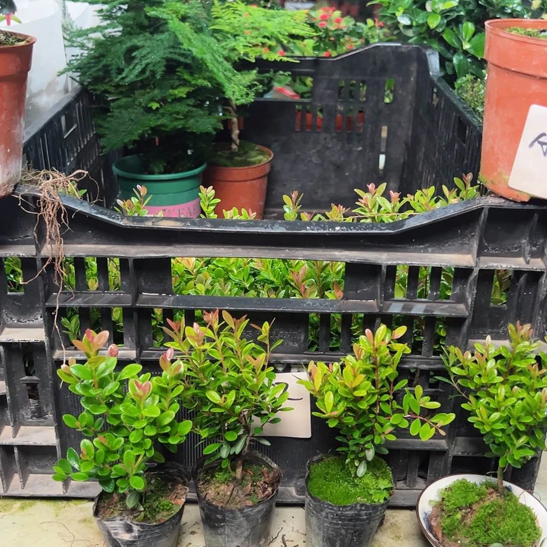 1小叶赤楠盆栽植物