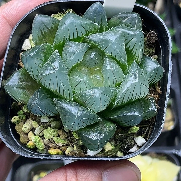 44巨大特大蓝镜玉露锦