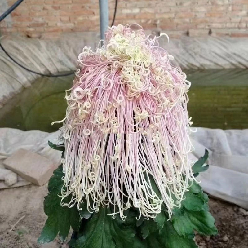 【盘龙卓越】九月大菊花小苗稀有品种花期长耐热耐寒易养活喜阳