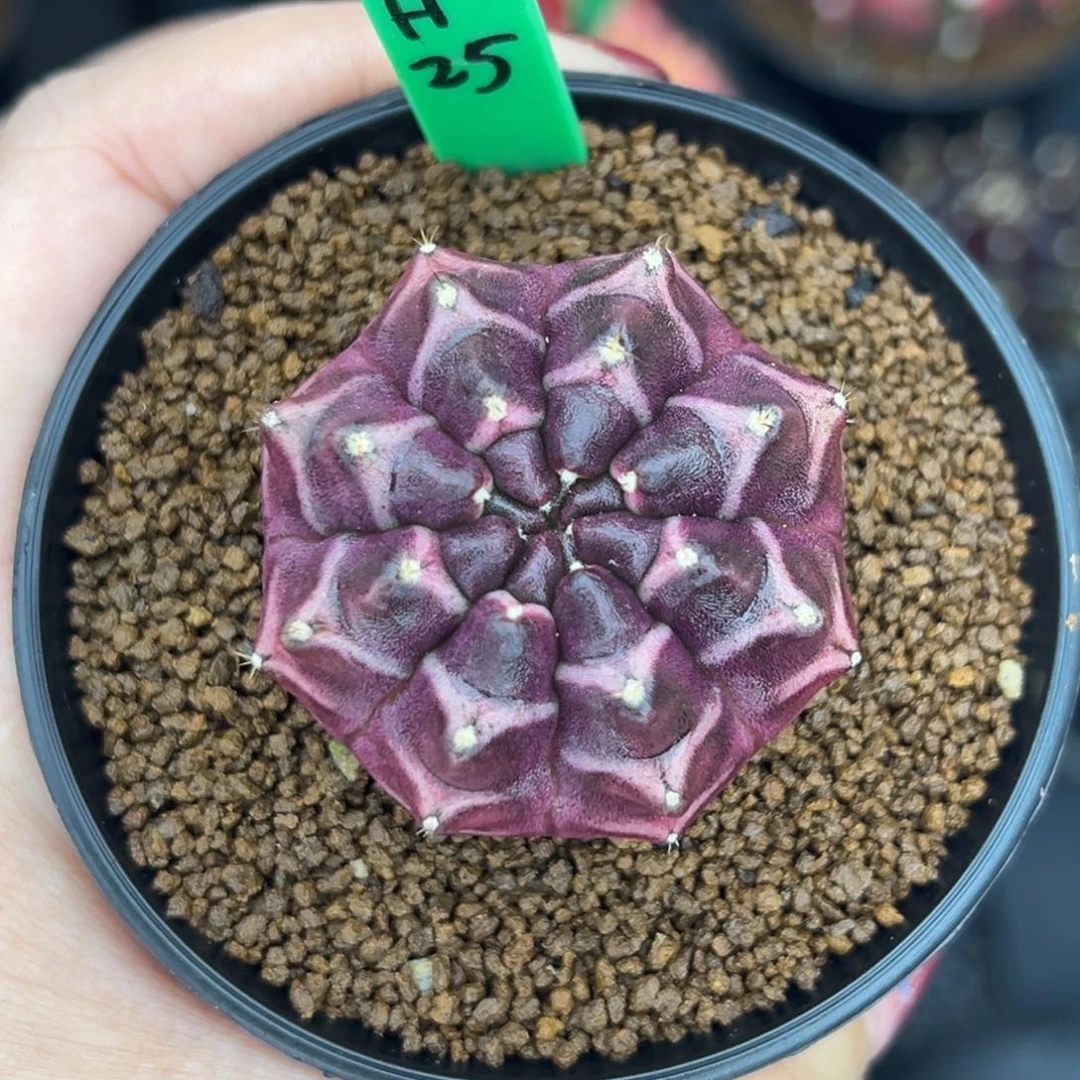 H25实生梦想，带盆土发货