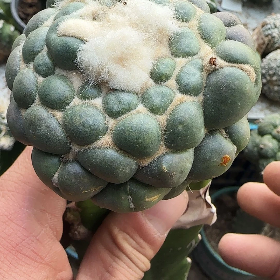 无刺象牙蜘蛛眼017。