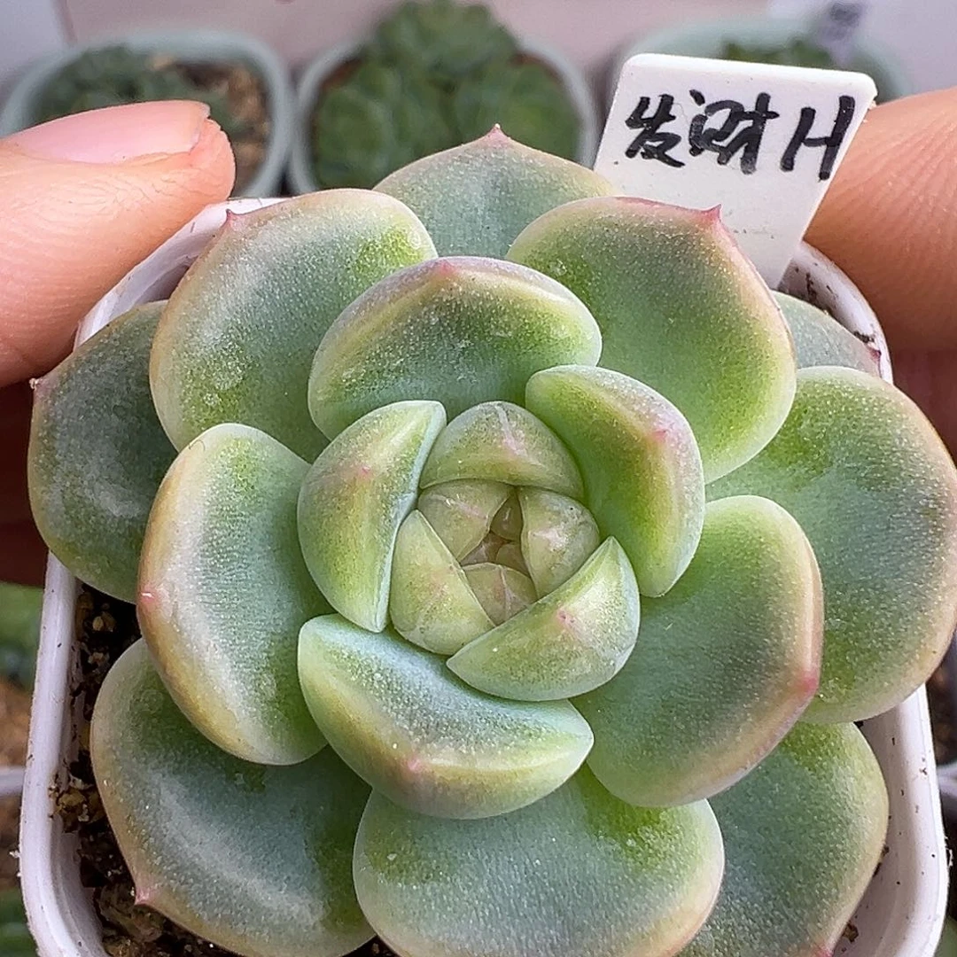 发财 财富密码。