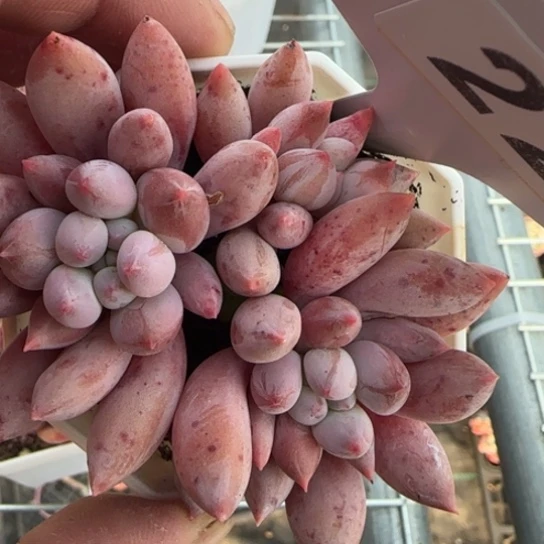 222所罗门一物一拍多肉