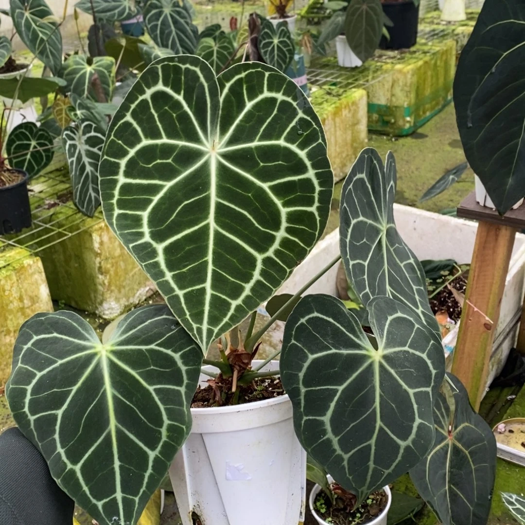 无花朵克莱恩花烛大