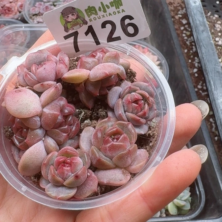 多肉植物多肉植物