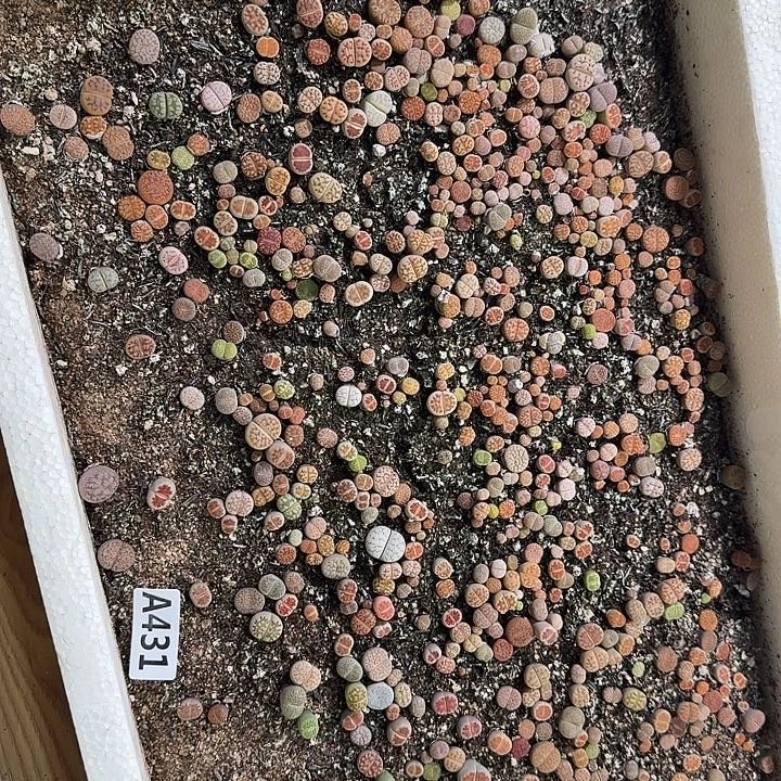 生431石花整筐脱土发货