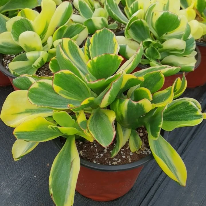 包菜家族的青梅白覆轮锦