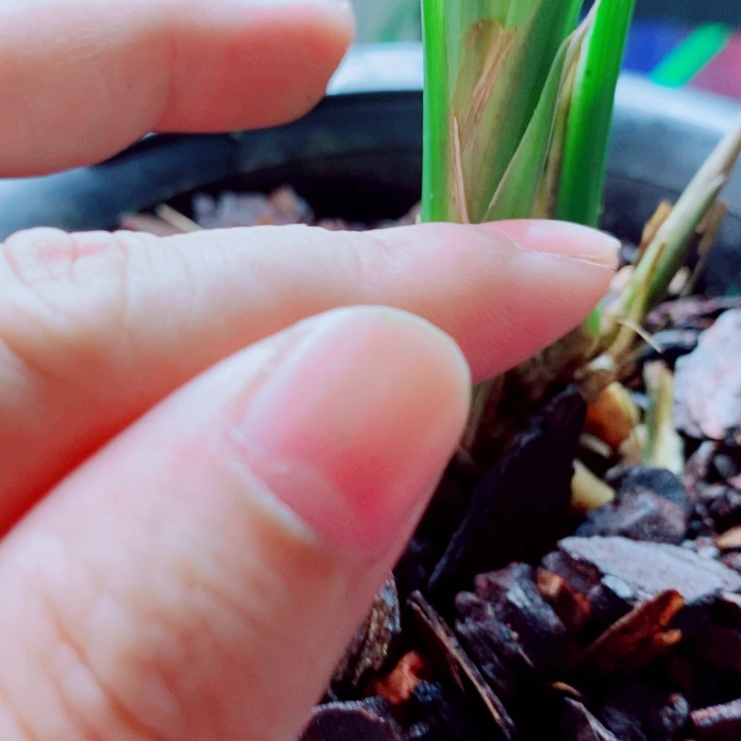当前无花栽培后可以开花