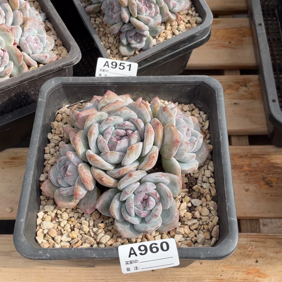 A960静好多肉园艺