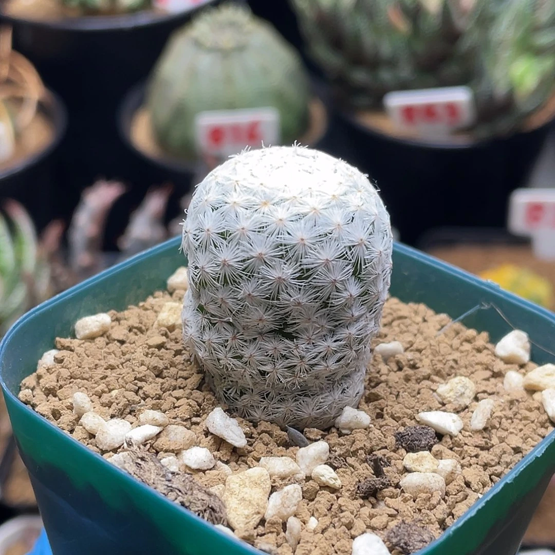 大玉白鸟微瑕仙人球