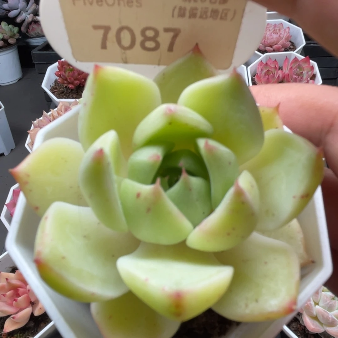 7087洛伊 5.0厘米
