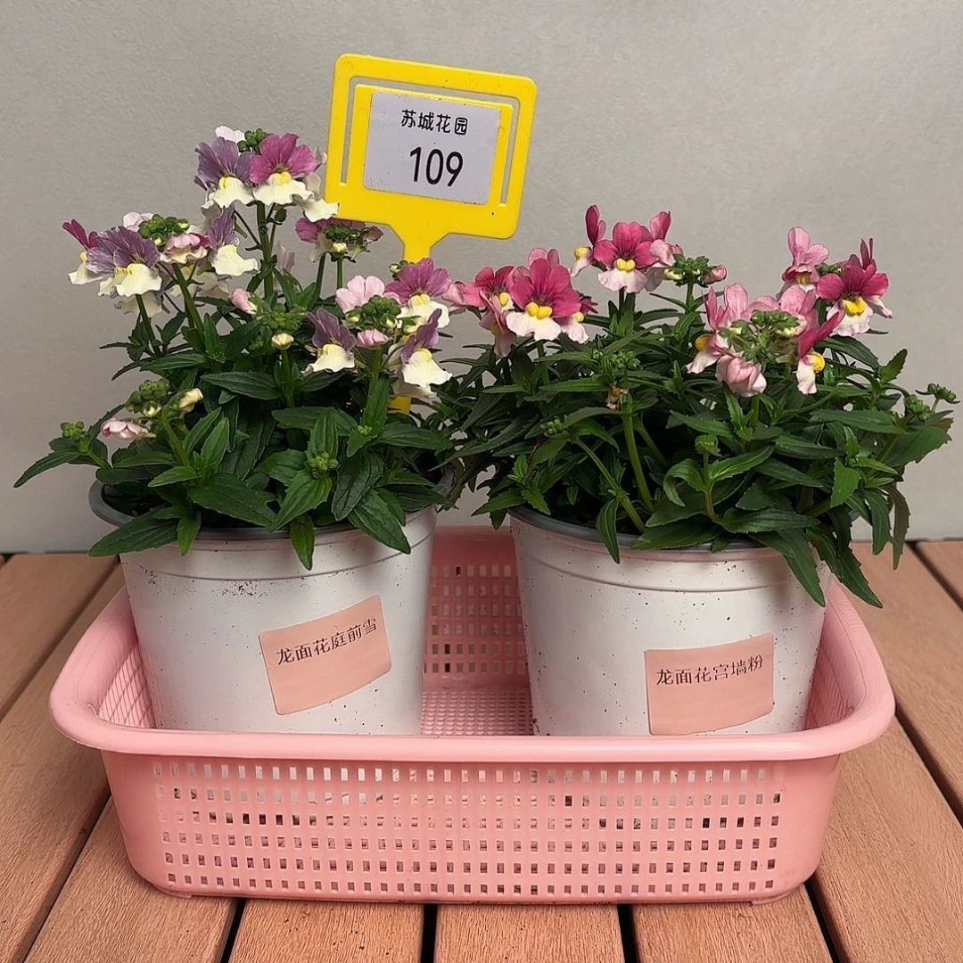 大部分开放少量花苞109