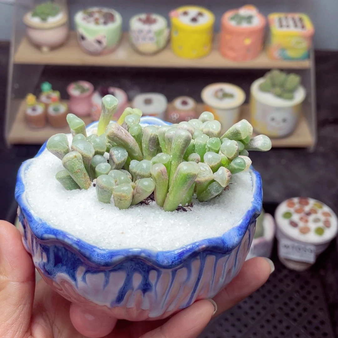 w1064 带盆土发货 -零下地区拍保温箱