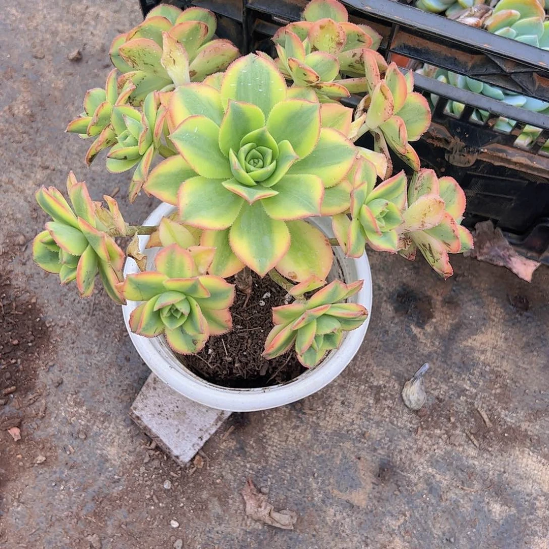 艳日辉多头手捧老桩