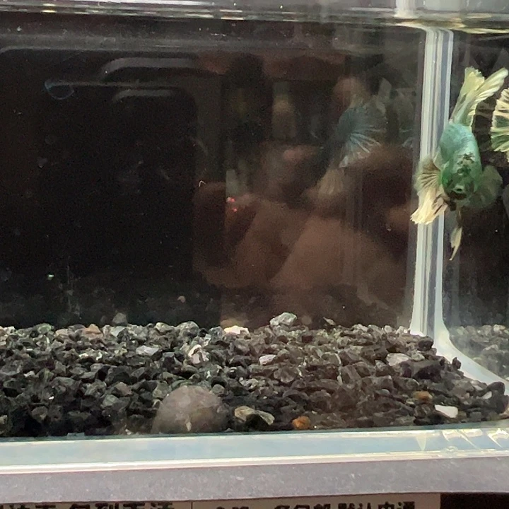 斗鱼竞拍跑单拉黑27日4