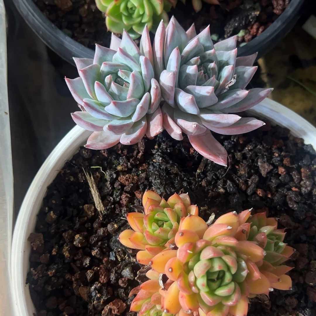 粉蓝鸟2头多肉植物